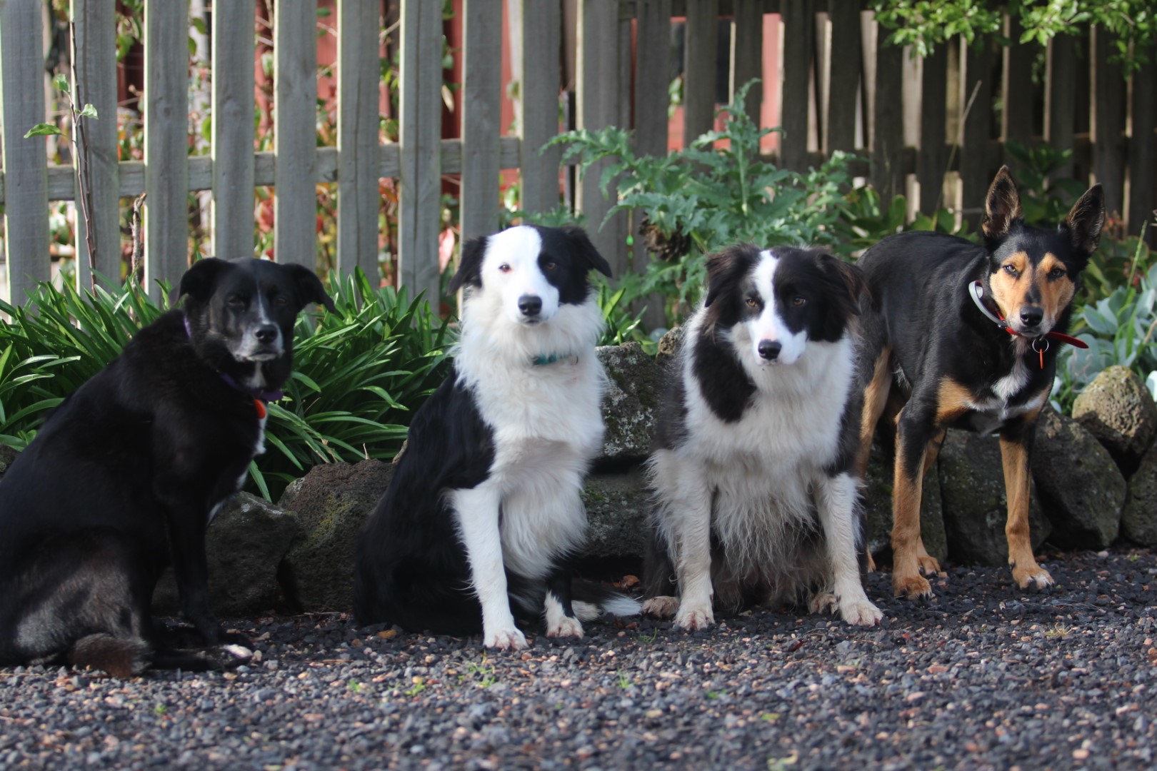 The farm dogs - Jade, Poppy, Sprout and Gus